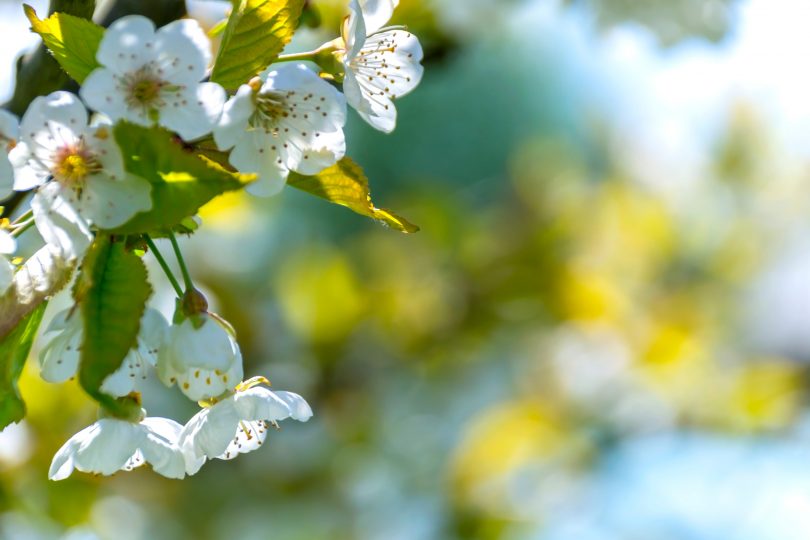 medium:after_download_modal.copy_text.photo: https://www.pexels.com/photo/selective-focus-photo-of-white-petaled-flowers-96627/