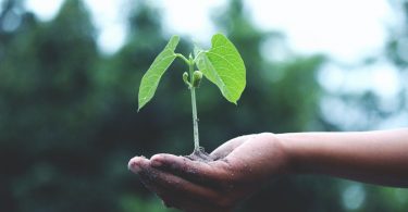 La mano de una persona sostiene una planta que está creciendo dentro de ella
