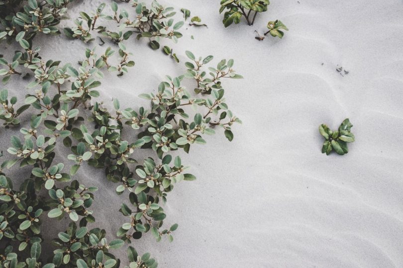 Foto real de plantas sobre la arena