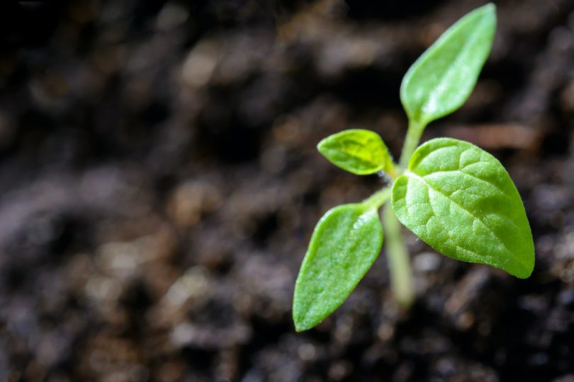 Crecimiento de una planta planta